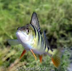what's up? by Daniel Strub 